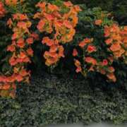 きょうこ ごめんなさい 熟女総本店