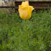 きょうこ お休みの件 熟女総本店