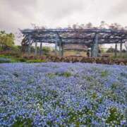 ヒメ日記 2025/05/30 23:57 投稿 すず 京都祇園・南インターちゃんこ