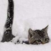 しおん もう２月‥ 大和人妻城