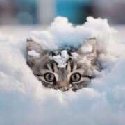 ヒメ日記 2026/02/12 23:47 投稿 しおん 大和人妻城