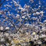 ヒメ日記 2025/04/08 19:41 投稿 もあ 尼妻（あまづま）