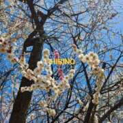 日比野　彩香 (*´－｀*)ﾉ 極みSPAネクサス東海(旧イマジン名古屋)