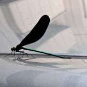 ヒメ日記 2025/08/01 11:02 投稿 りの 熟女の風俗最終章 宇都宮店