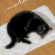 ヒメ日記 2026/04/15 09:39 投稿 まこと club さくら日本橋店