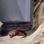 ヒメ日記 2025/04/21 18:03 投稿 結城 愛美 昼妻夜 滋賀店