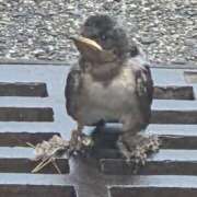 ヒメ日記 2025/07/21 15:45 投稿 結城 愛美 昼妻夜 滋賀店