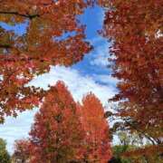 ヒメ日記 2025/11/15 15:18 投稿 結城 愛美 昼妻夜 滋賀店