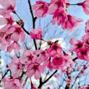 ヒメ日記 2026/04/03 11:18 投稿 結城 愛美 昼妻夜 滋賀店