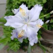 ヒメ日記 2026/04/08 20:03 投稿 結城 愛美 昼妻夜 滋賀店