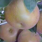 ヒメ日記 2025/09/18 12:50 投稿 吉沢 ぼた薔薇Ⅱ