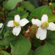 ヒメ日記 2024/06/05 10:54 投稿 永井 ぼた薔薇Ⅱ