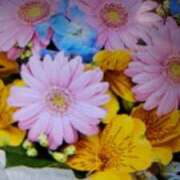 ヒメ日記 2025/09/12 09:38 投稿 阿部 ぼた薔薇Ⅱ