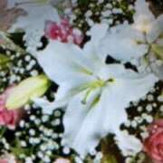 ヒメ日記 2025/09/19 18:00 投稿 阿部 ぼた薔薇Ⅱ