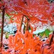 ヒメ日記 2025/09/26 10:26 投稿 阿部 ぼた薔薇Ⅱ