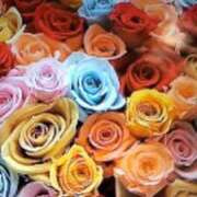 ヒメ日記 2025/10/15 10:42 投稿 阿部 ぼた薔薇Ⅱ