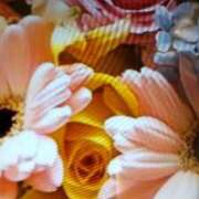 ヒメ日記 2025/10/19 10:42 投稿 阿部 ぼた薔薇Ⅱ