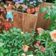 ヒメ日記 2025/10/31 09:54 投稿 阿部 ぼた薔薇Ⅱ