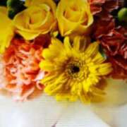 ヒメ日記 2025/11/12 10:20 投稿 阿部 ぼた薔薇Ⅱ