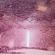 ヒメ日記 2025/12/19 09:38 投稿 阿部 ぼた薔薇Ⅱ