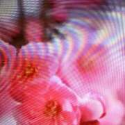 ヒメ日記 2026/02/01 10:10 投稿 阿部 ぼた薔薇Ⅱ