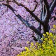 ヒメ日記 2026/02/25 10:58 投稿 阿部 ぼた薔薇Ⅱ