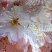 ヒメ日記 2026/03/18 09:30 投稿 阿部 ぼた薔薇Ⅱ