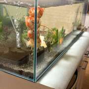 ヒメ日記 2026/03/11 10:44 投稿 戸川 ぼた薔薇Ⅱ