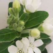 ヒメ日記 2025/01/04 08:45 投稿 仲間 モアグループ西川口人妻城