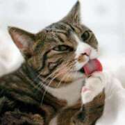 ヒメ日記 2025/02/03 15:50 投稿 仲間 モアグループ西川口人妻城