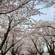 ヒメ日記 2026/05/03 20:57 投稿 ゆり サクラ（すすきの）