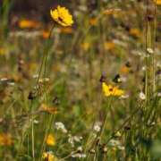 ヒメ日記 2025/01/15 11:49 投稿 宮原つむぎ 大人めシンデレラ 新横浜店（シンデレラグループ）