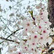 ヒメ日記 2025/04/07 10:44 投稿 宮原つむぎ 大人めシンデレラ 新横浜店（シンデレラグループ）