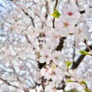 ヒメ日記 2025/04/16 11:21 投稿 宮原つむぎ 大人めシンデレラ 新横浜店（シンデレラグループ）