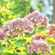 ヒメ日記 2025/08/13 09:56 投稿 宮原つむぎ 大人めシンデレラ 新横浜店（シンデレラグループ）