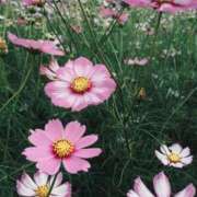 宮原つむぎ 出勤します? 大人めシンデレラ 新横浜店（シンデレラグループ）