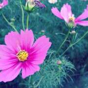 宮原つむぎ 出勤です? 大人めシンデレラ 新横浜店（シンデレラグループ）