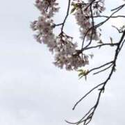 宮原つむぎ 出勤? 大人めシンデレラ 新横浜店（シンデレラグループ）