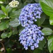 宮原つむぎ 出勤します? 大人めシンデレラ 新横浜店（シンデレラグループ）