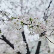 ヒメ日記 2025/04/09 13:20 投稿 Maiko Kinouchi ELEGANT－エレガント－