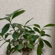 ヒメ日記 2025/11/30 17:12 投稿 心愛【ここあ】 CoCoaco(ココアコ)大阪本店