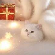 ヒメ日記 2024/12/23 20:22 投稿 きらり CIELO（シエロ）