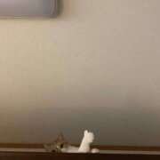 ヒメ日記 2025/01/14 20:22 投稿 きらり CIELO（シエロ）