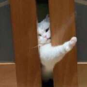 ヒメ日記 2025/02/01 20:52 投稿 きらり CIELO（シエロ）