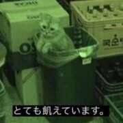 ヒメ日記 2025/09/24 20:52 投稿 きらり CIELO（シエロ）