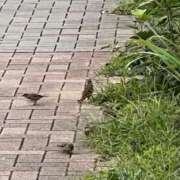 ヒメ日記 2025/10/04 20:42 投稿 きらり CIELO（シエロ）