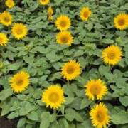 ヒメ日記 2026/08/14 13:39 投稿 ももか ハイ・チュッ