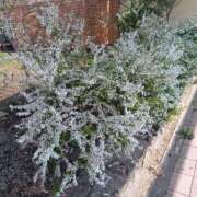 ヒメ日記 2025/03/30 07:10 投稿 みい ハイ・チュッ