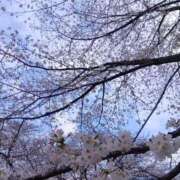 ヒメ日記 2025/04/01 07:20 投稿 みい ハイ・チュッ