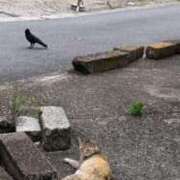 ヒメ日記 2025/06/06 17:26 投稿 みい ハイ・チュッ